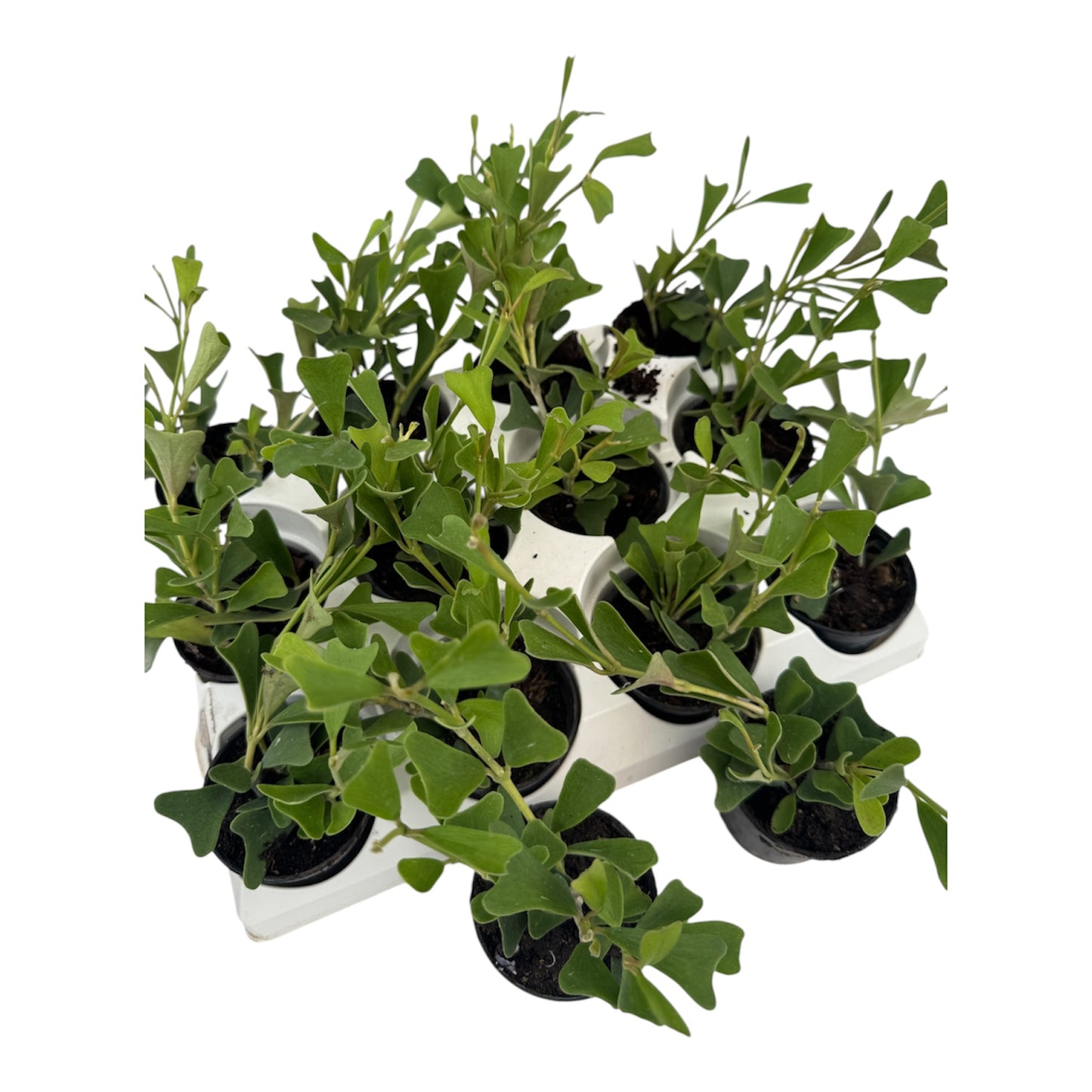 Hoya manipurensis