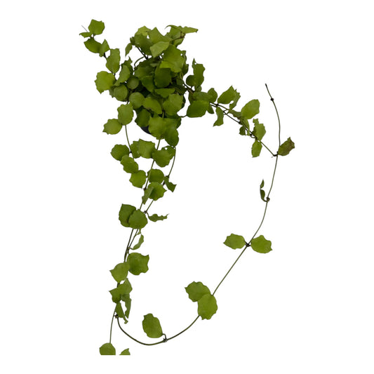 Hoya Endauensis