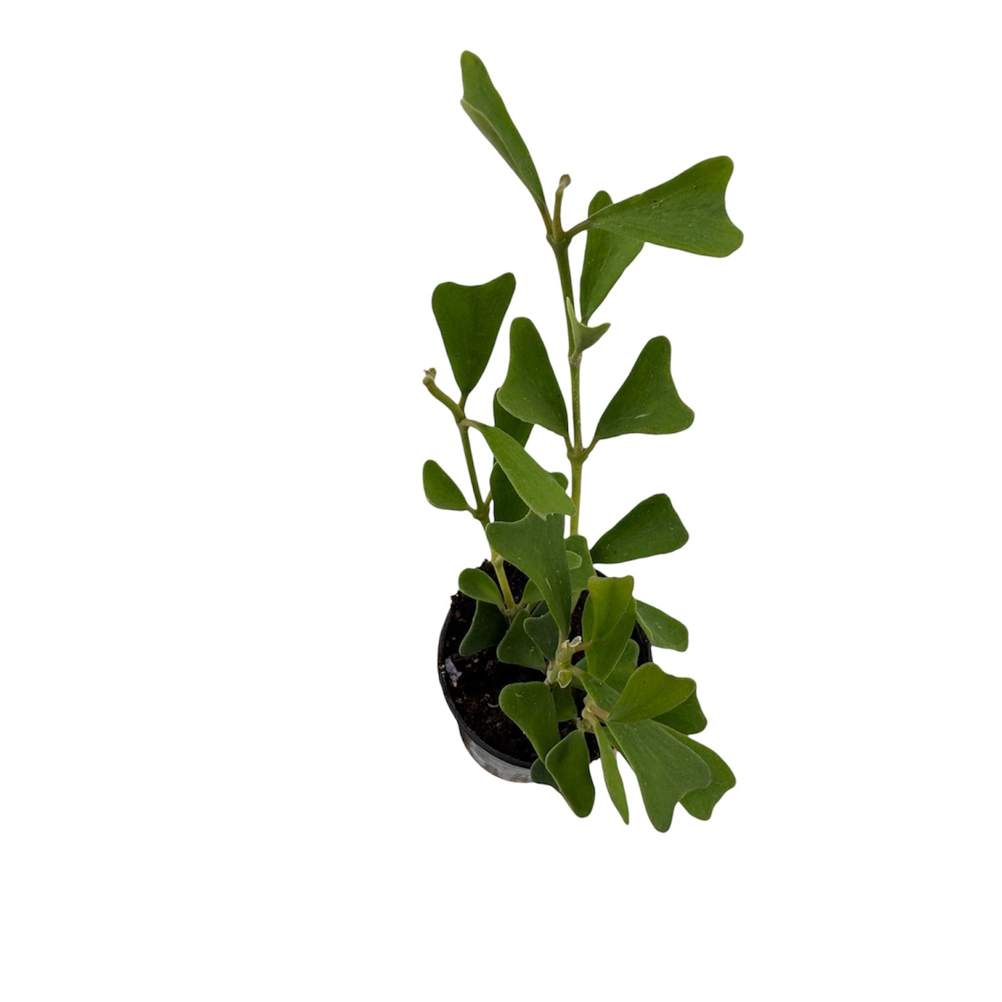 Hoya manipurensis