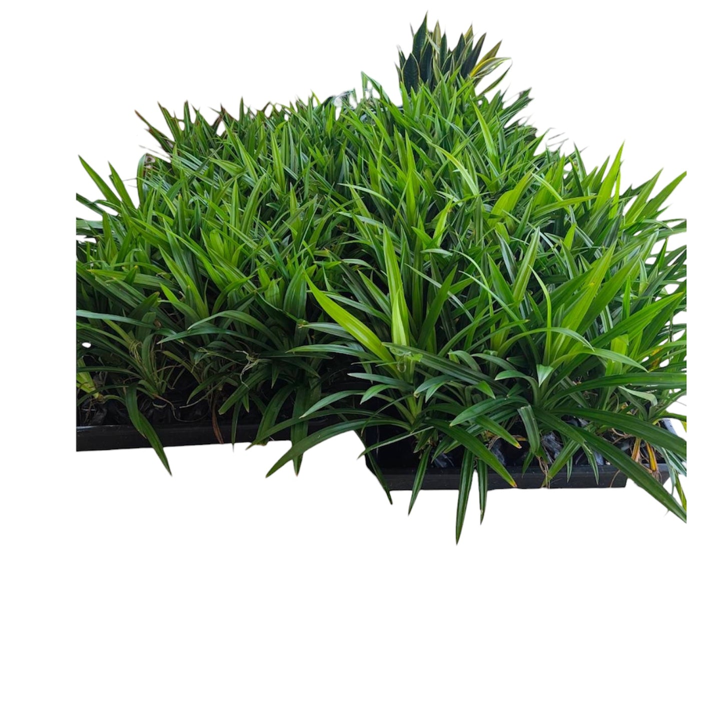 Pandan plant large