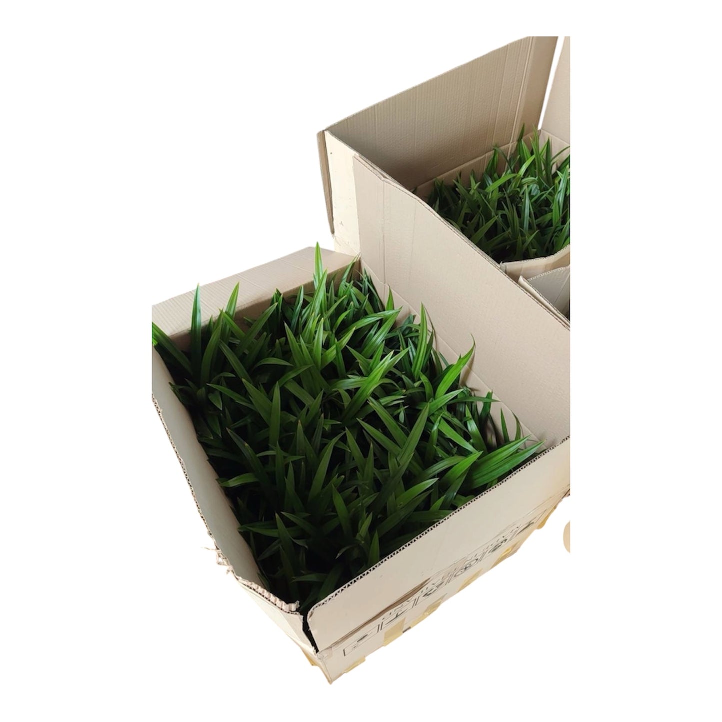Pandan plant large