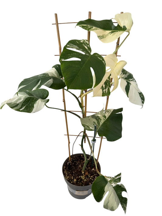 Monstera deliciosa Albo Variegata
