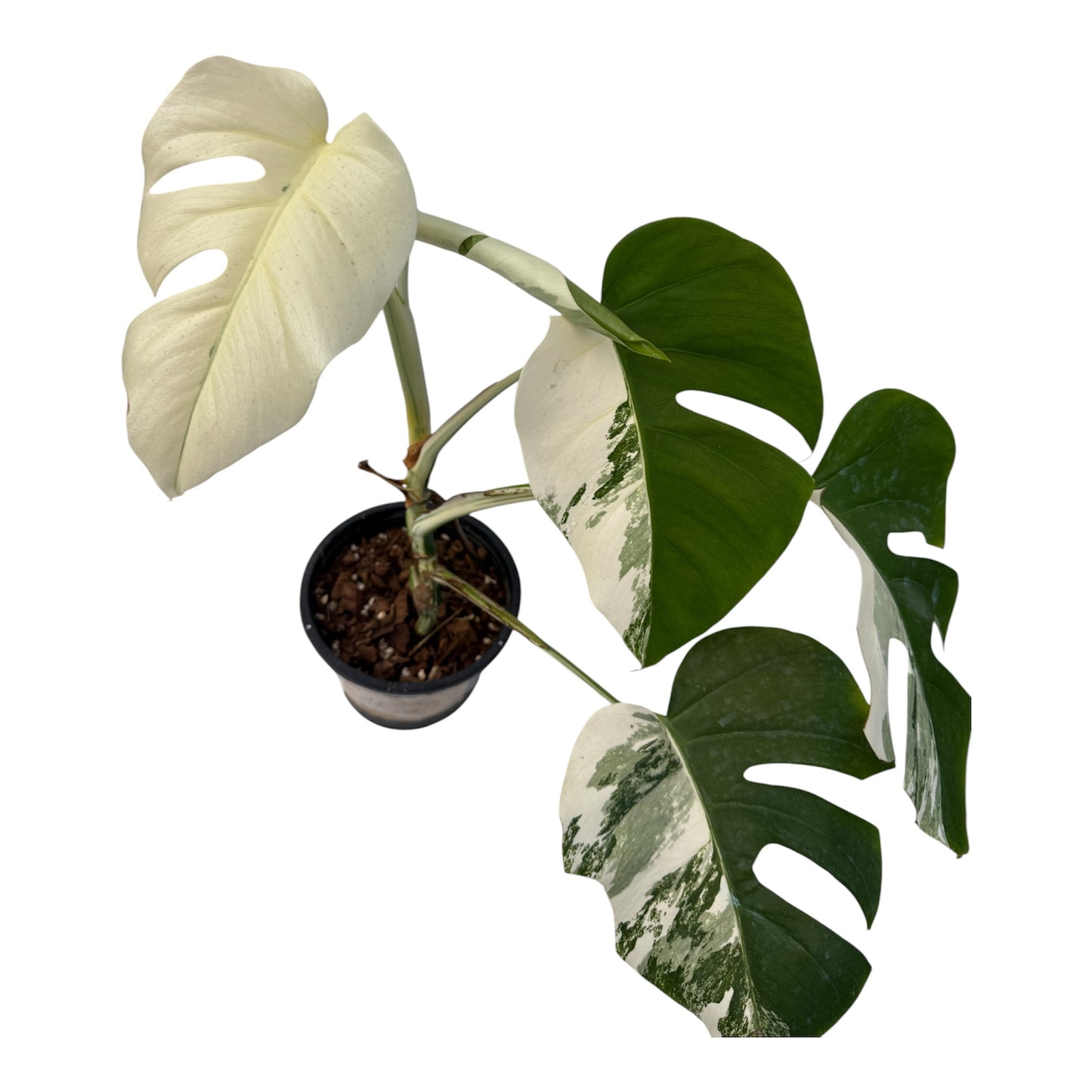 Monstera deliciosa Albo Variegata