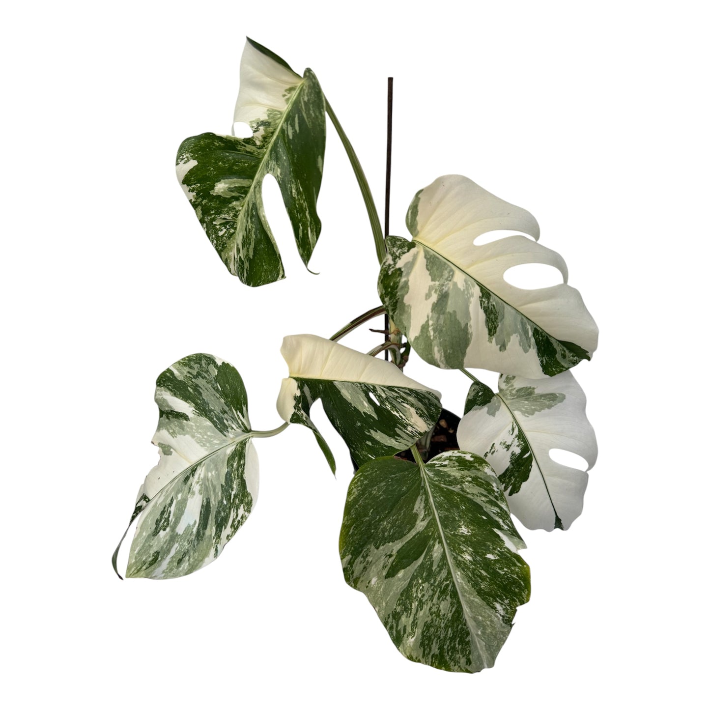 Monstera deliciosa Albo Variegata