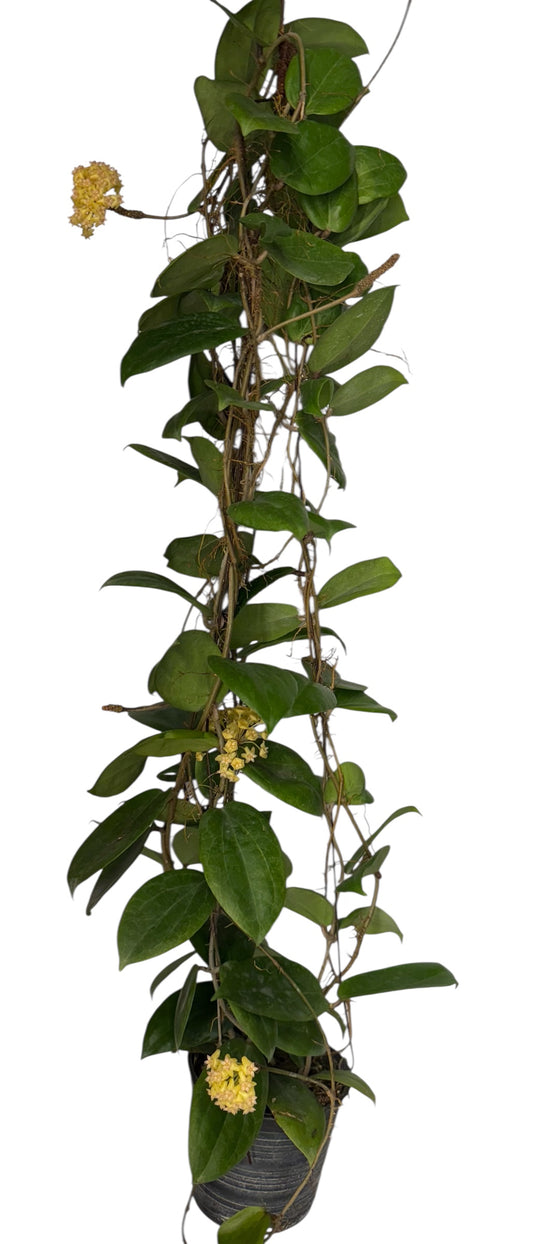 Hoya fitchii 'Yellow’