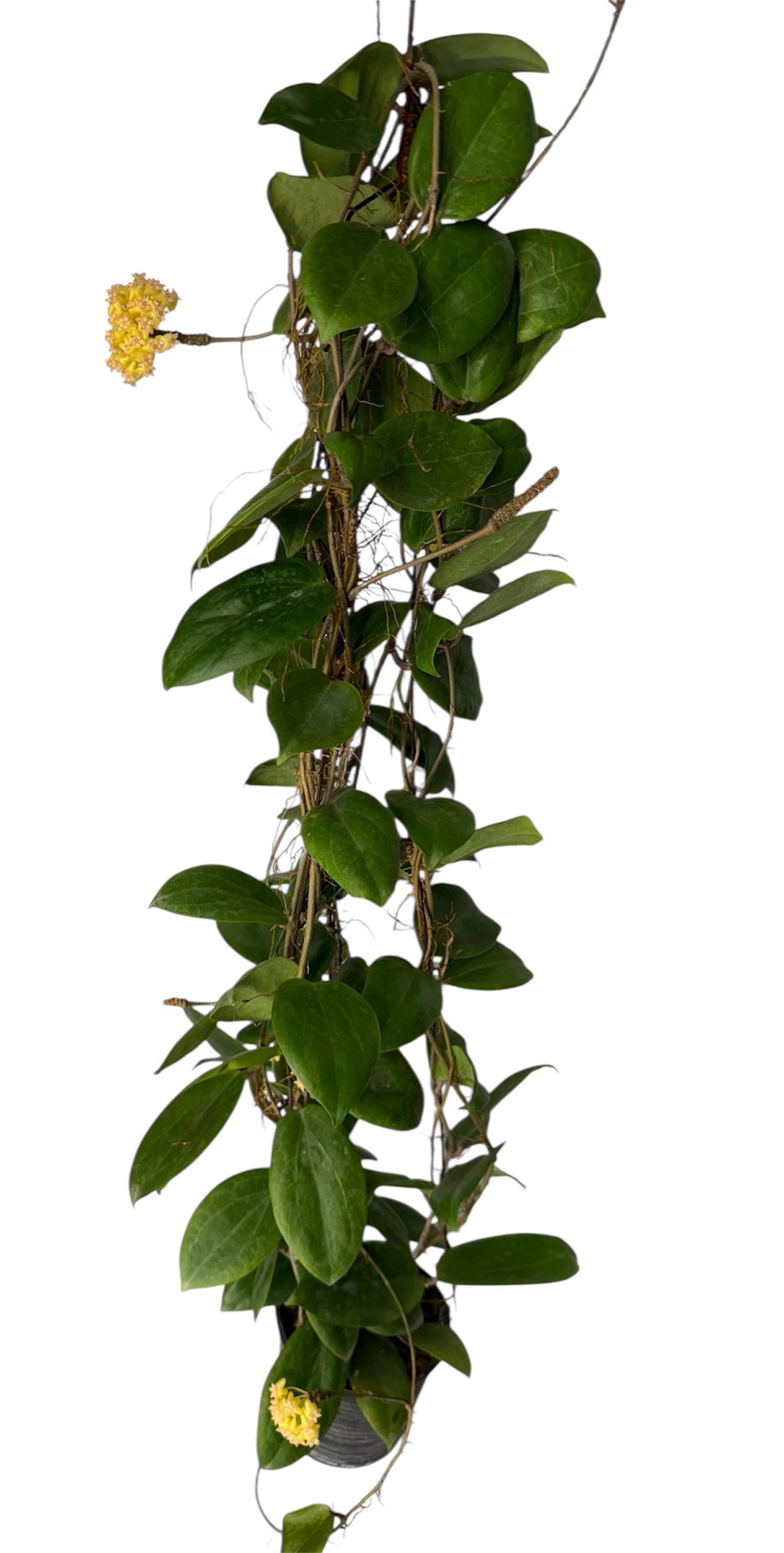 Hoya fitchii 'Yellow’