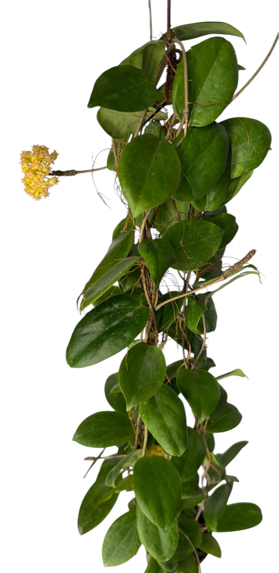 Hoya fitchii 'Yellow’