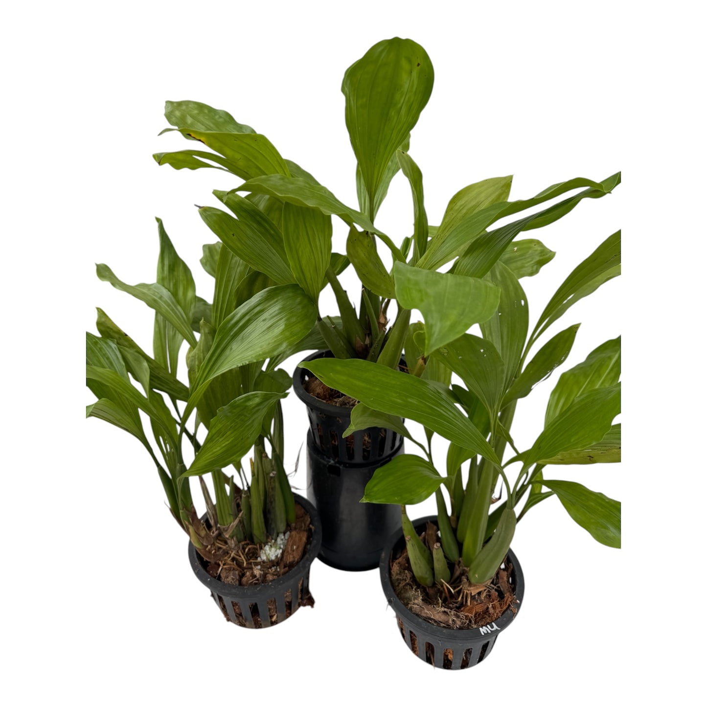 Orchid coelogyne rochussenii Large pot