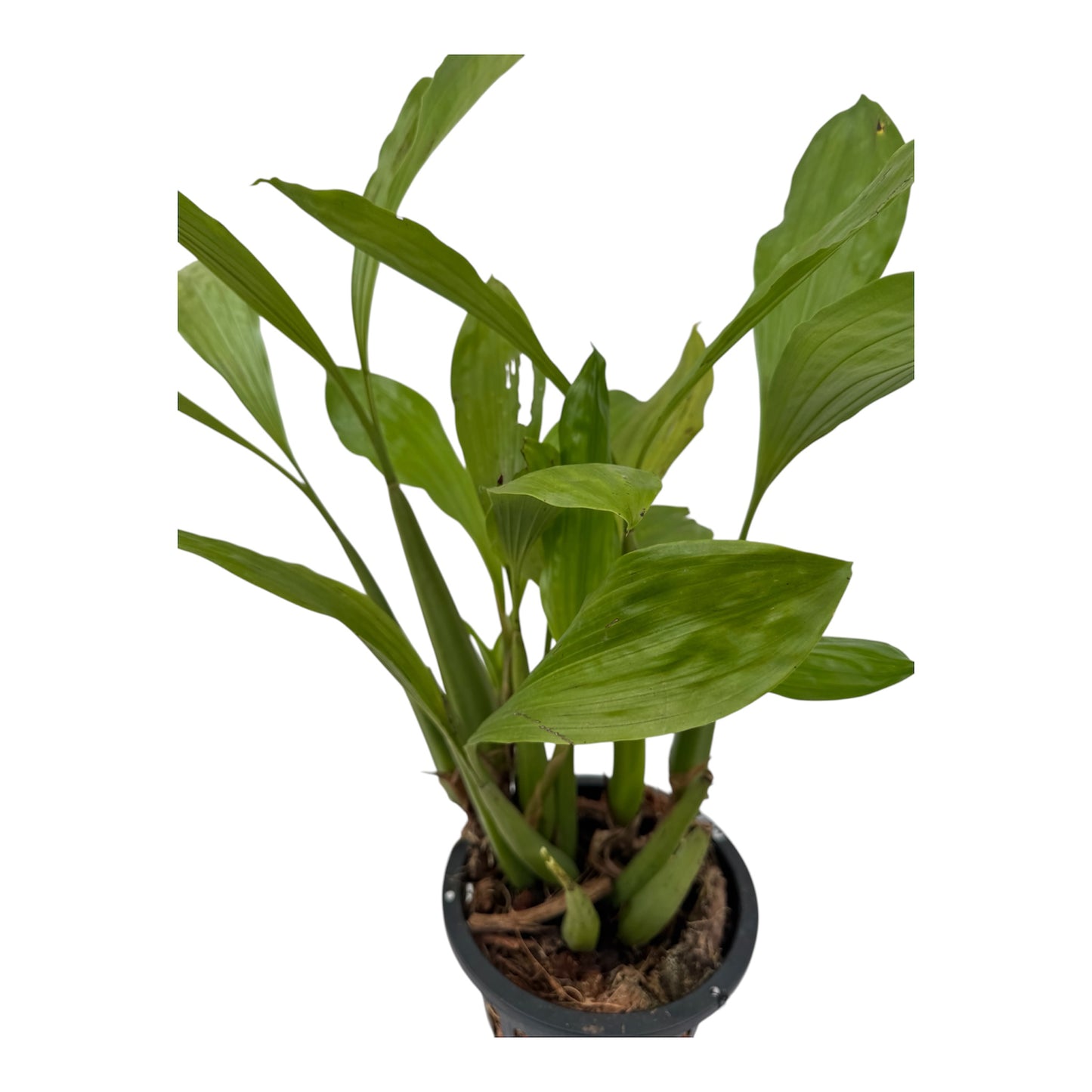 Orchid coelogyne rochussenii Large pot