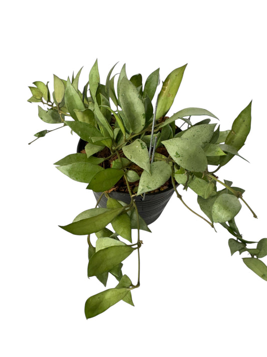 Hoya lacunosa 'Silver Splash”