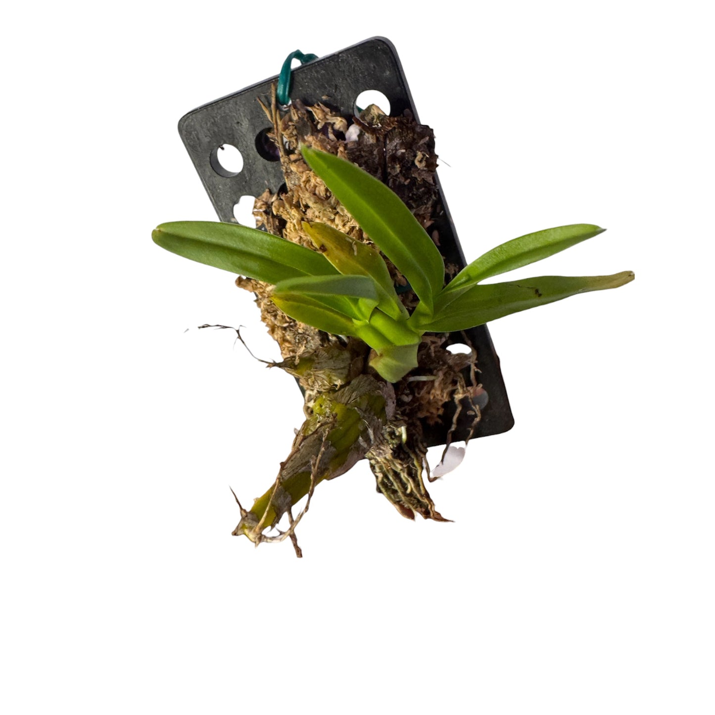 Orchid Dendrobium compactum