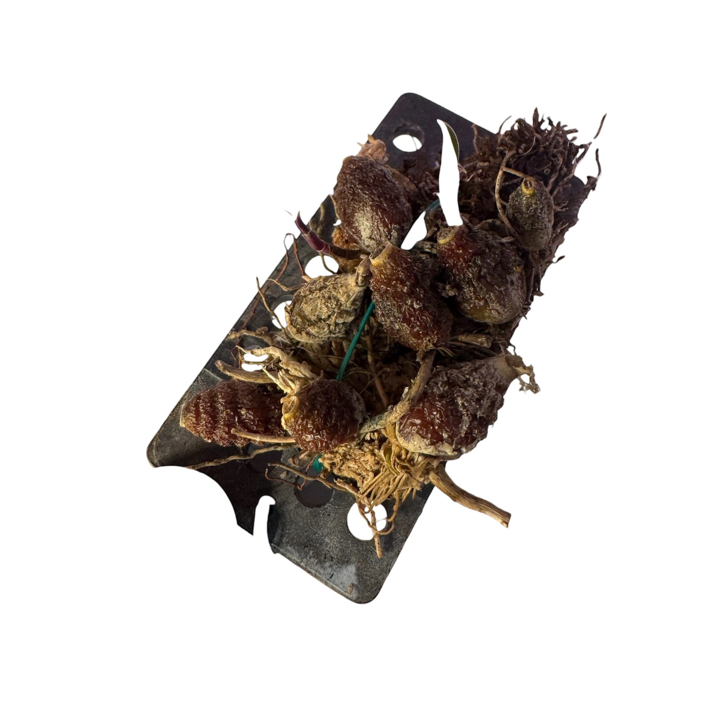 Orchid Bulbophyllum polyrhizum