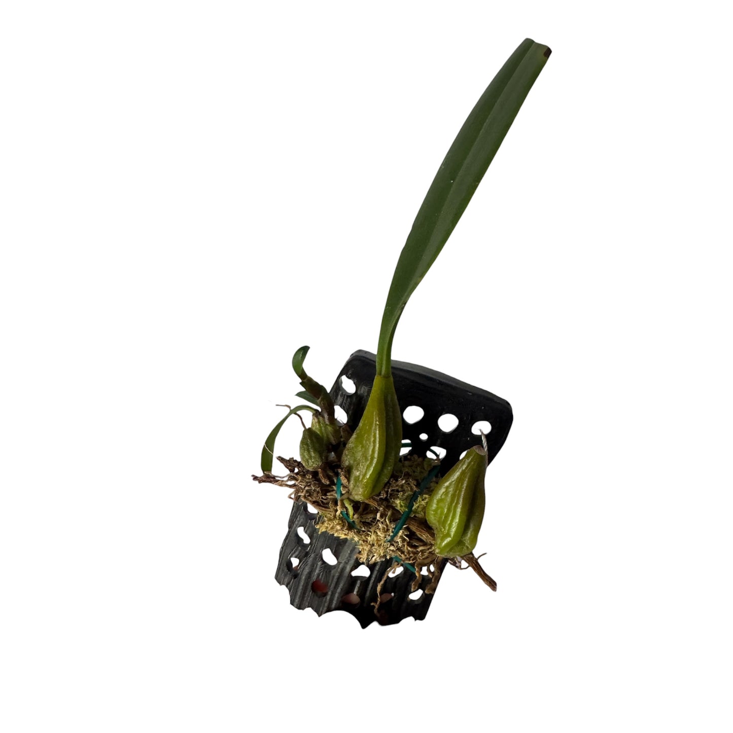 Orchid Bulbophyllum careyanum