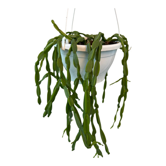 Rhipsalis Paradoxa Large
