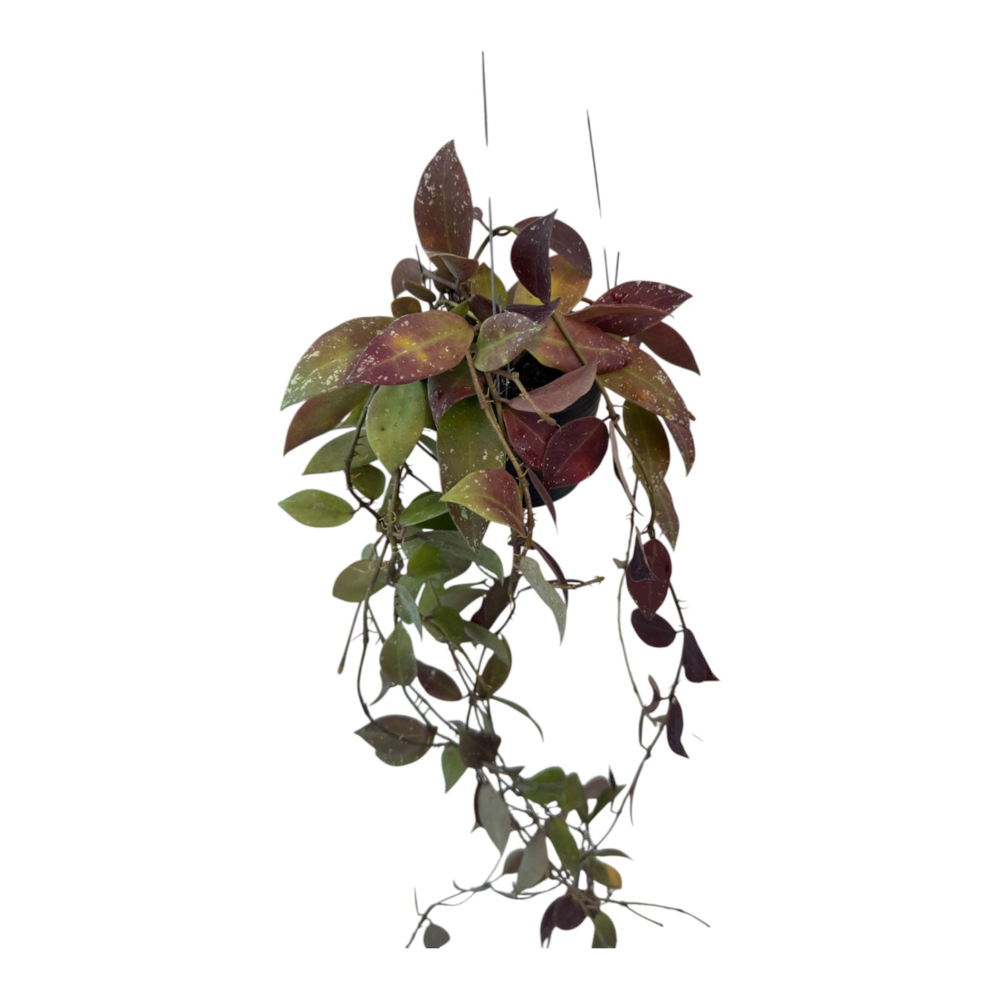 Hoya wallinana red leaves