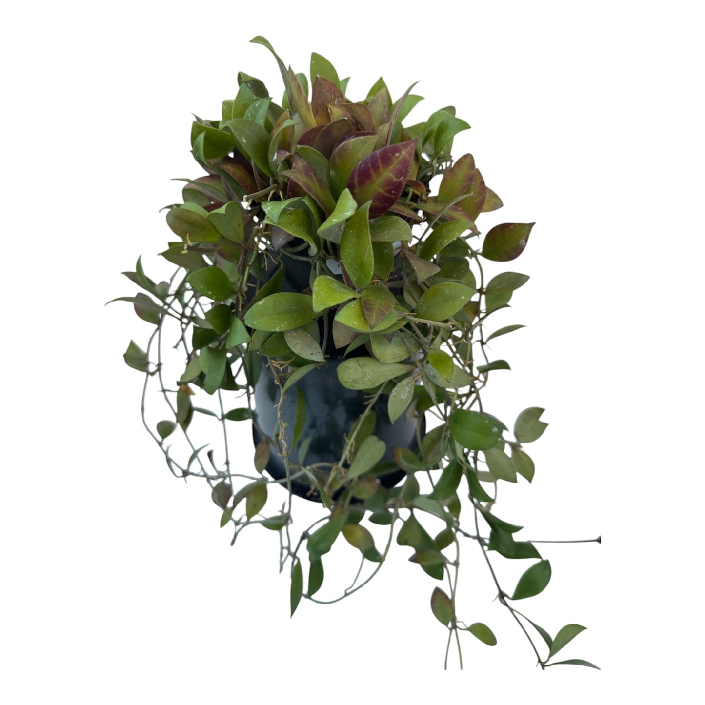Hoya waymaniae Vine