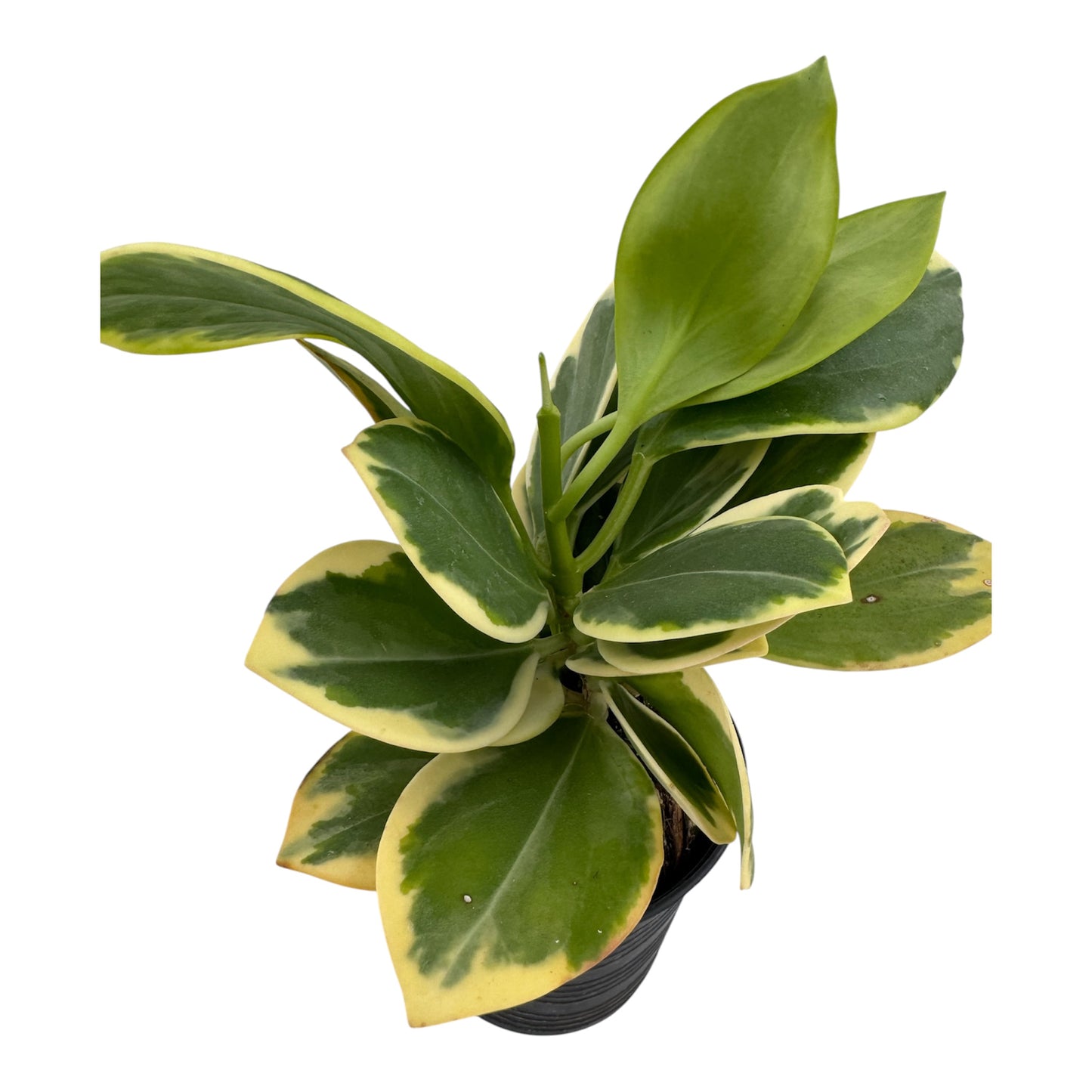 Hoya pachyclada variegated