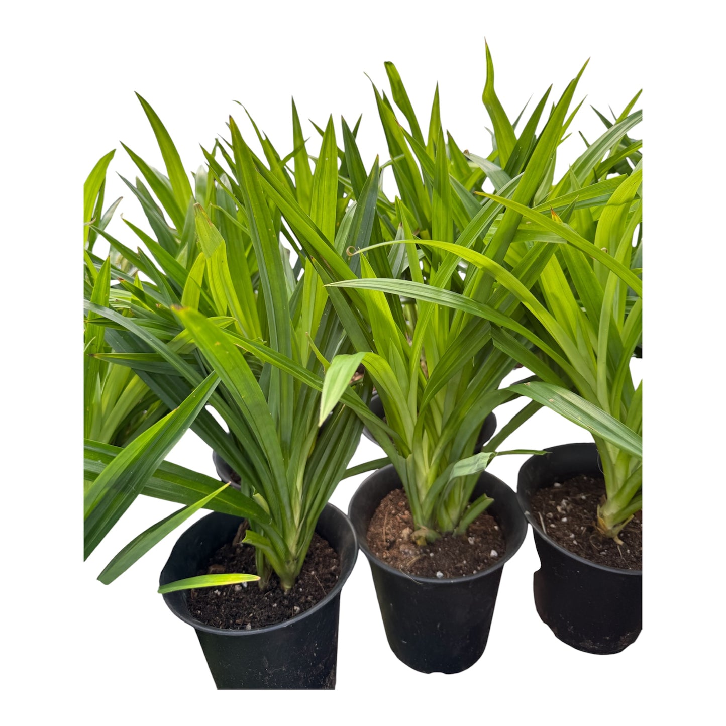 Pandan Plant