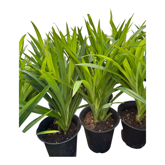 Pandan plant large
