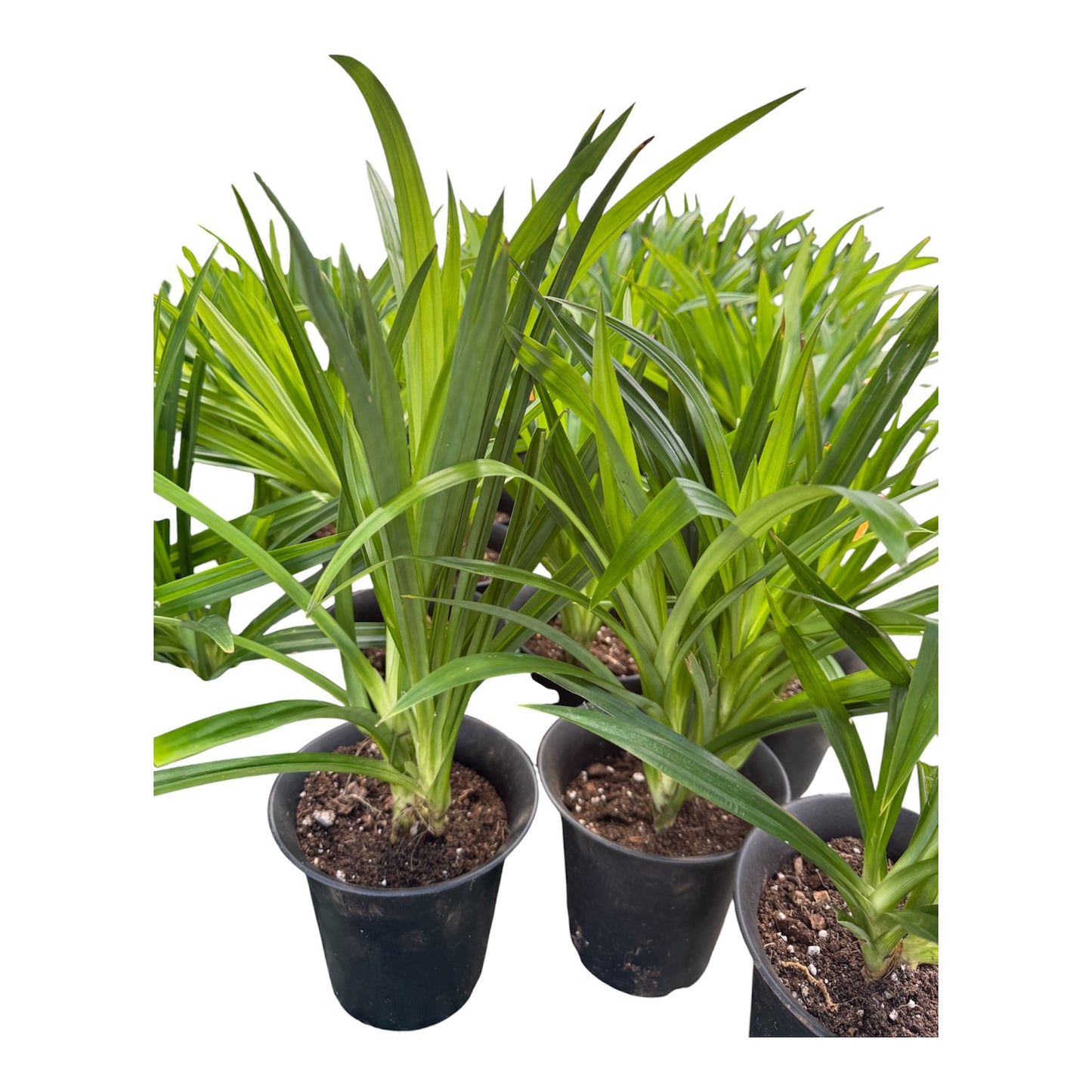 Pandan Plant