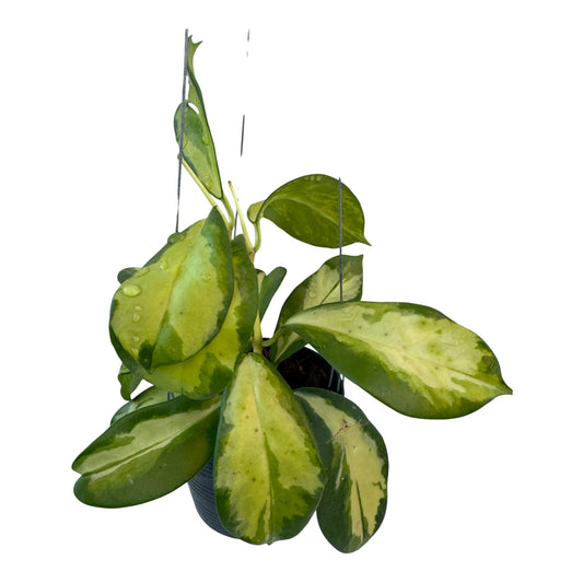 Hoya diversifolia maharani