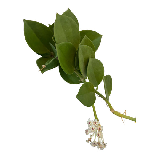 Hoya pachyclada green