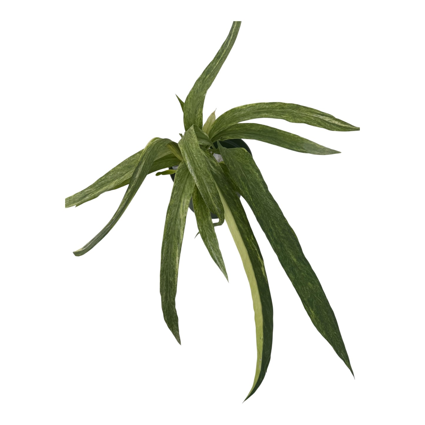 Anthurium vittariifolium Necktie Variegated