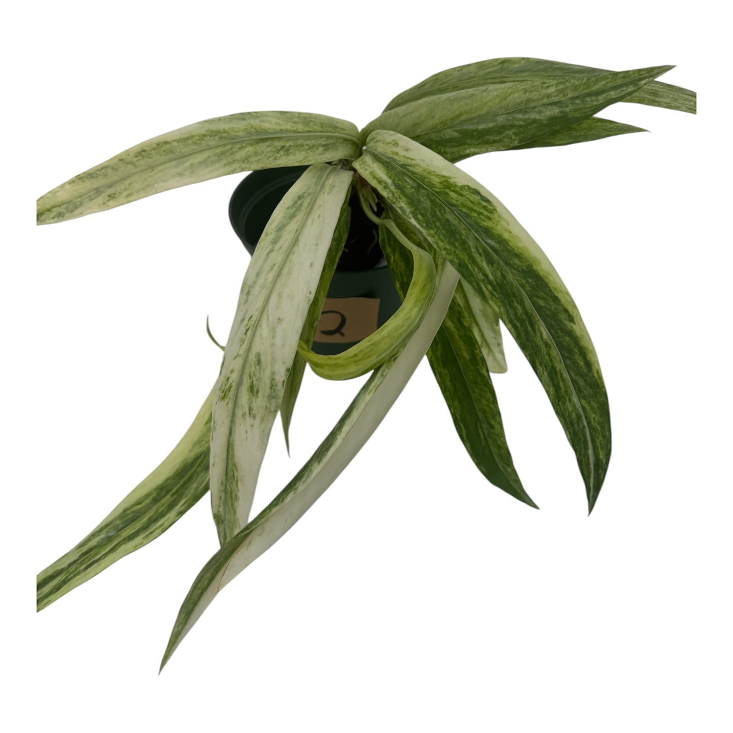Anthurium vittariifolium Necktie Variegated