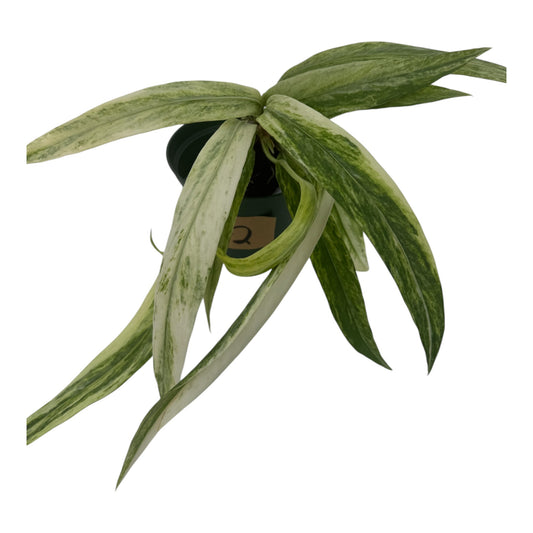 Anthurium vittariifolium Necktie Variegated