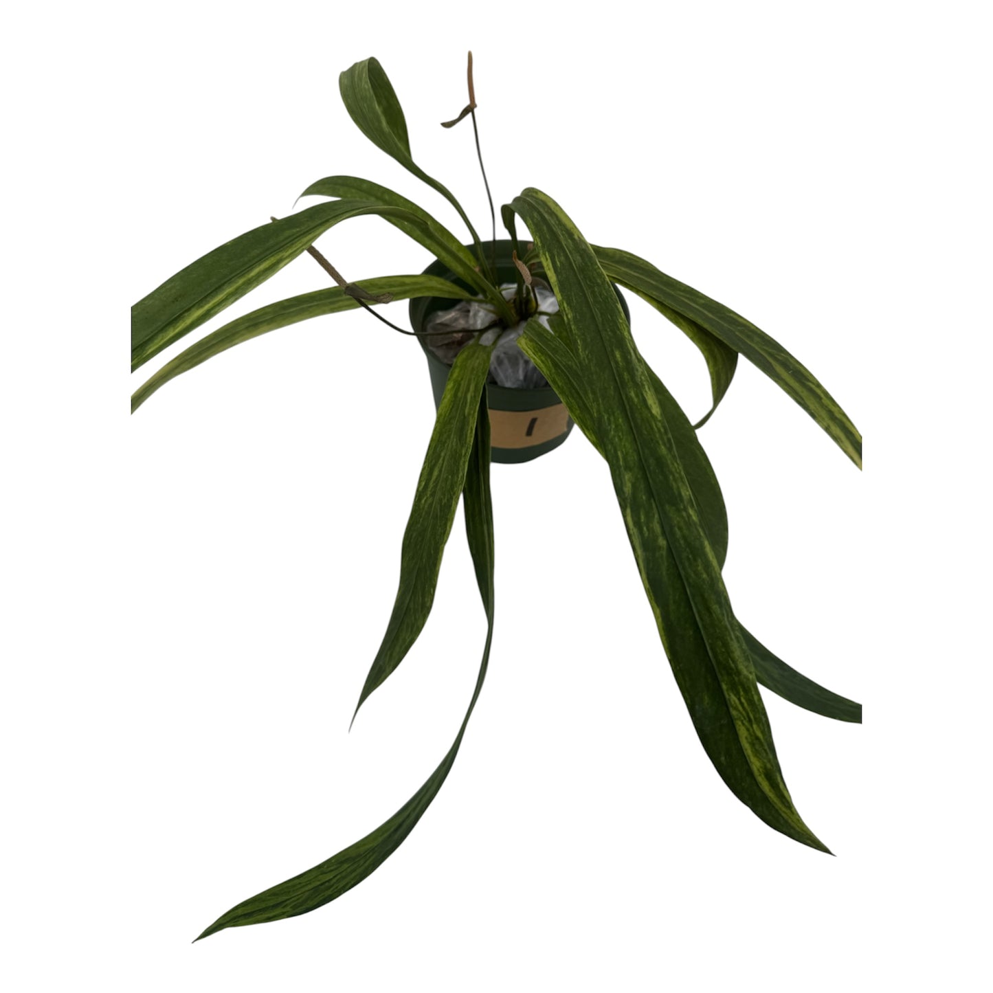 Anthurium vittariifolium Necktie Variegated