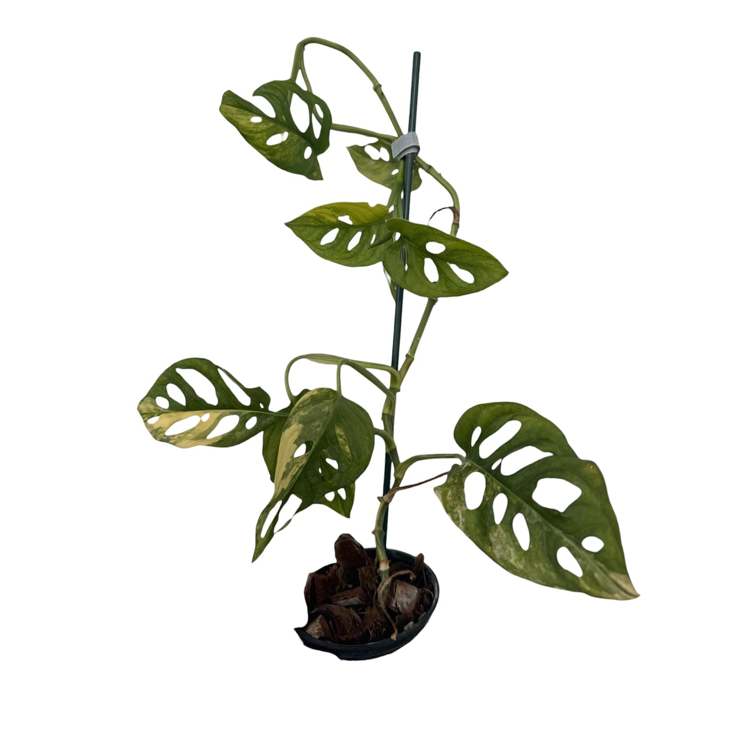 Monstera Adansonii variegated