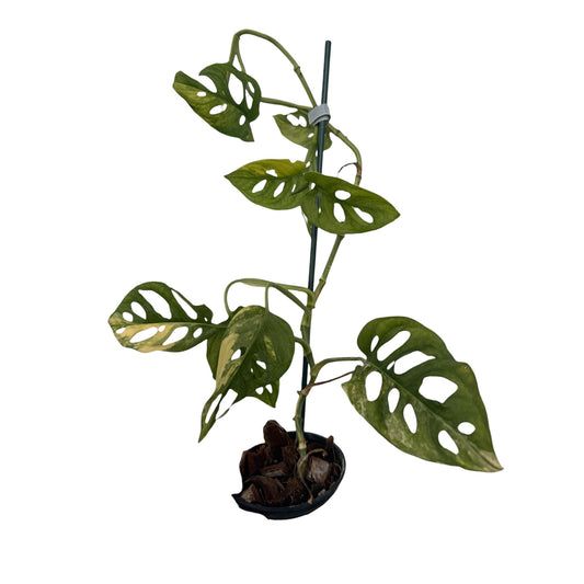 Monstera Adansonii variegated