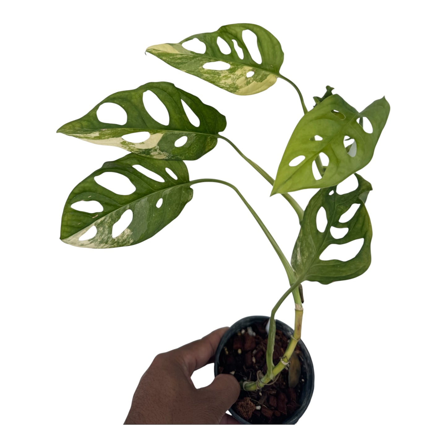 Monstera Adansonii variegated