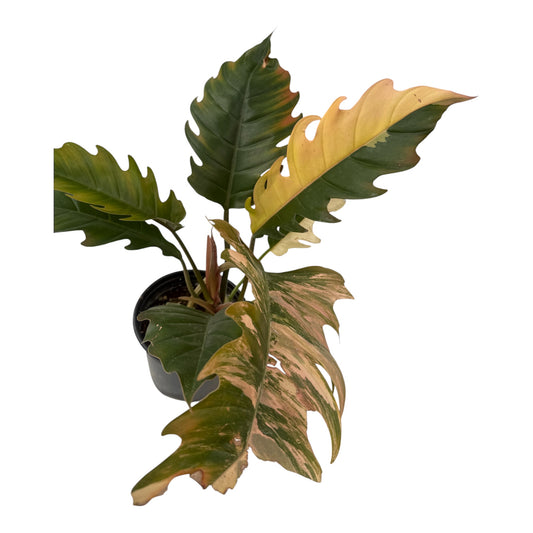 Philodendron Caramel Marble Large