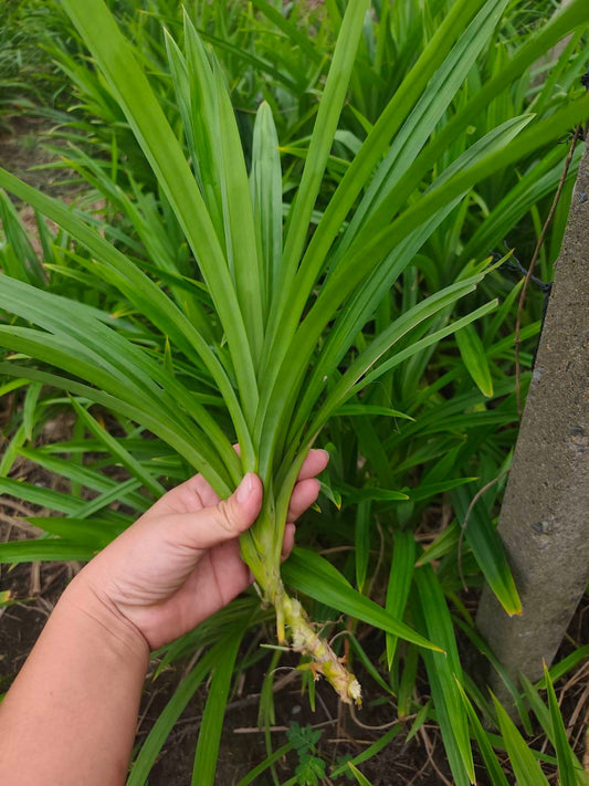 Pandan Plant