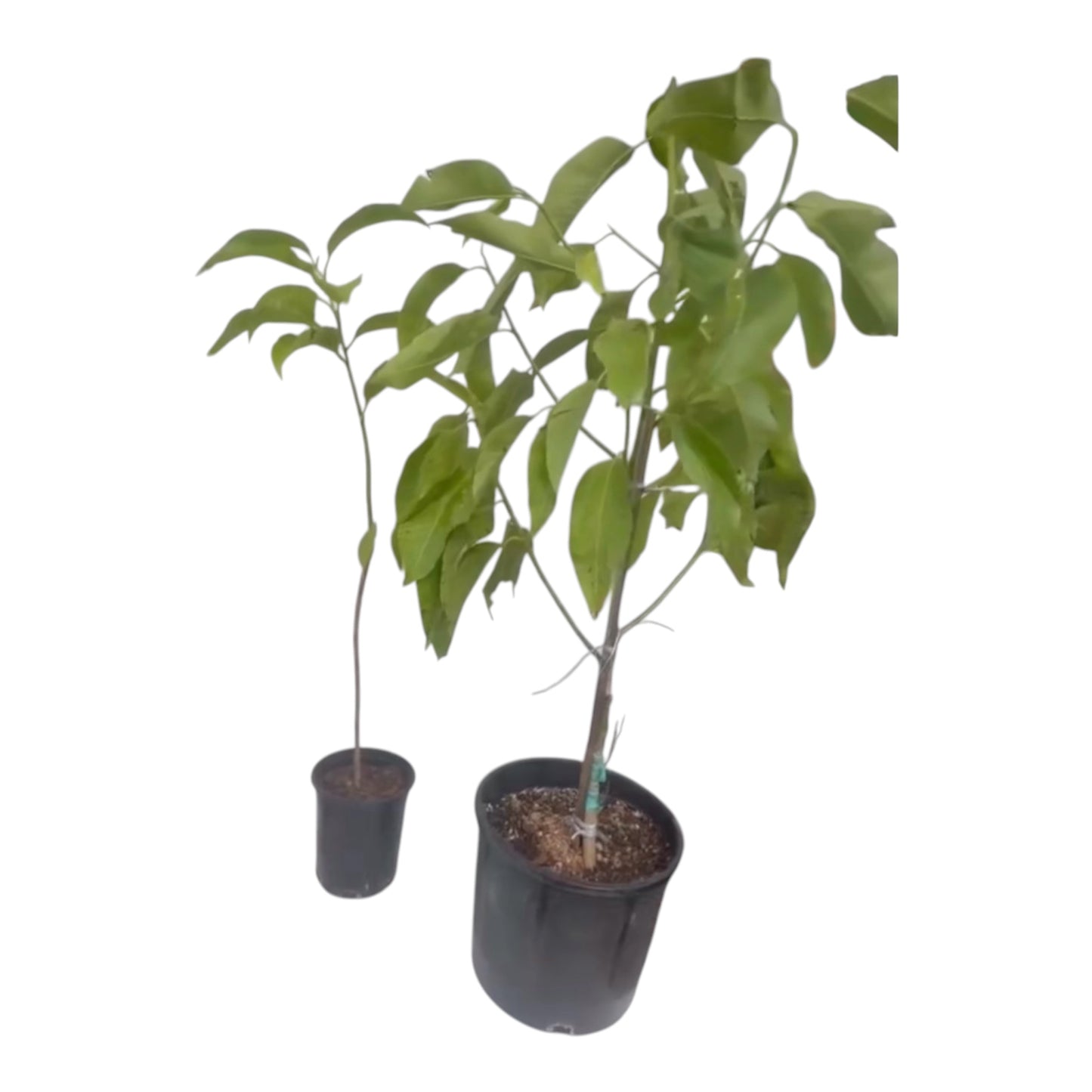 Magnolia x alba Micheal small