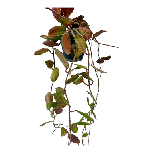 Hoya waymaniae Vine
