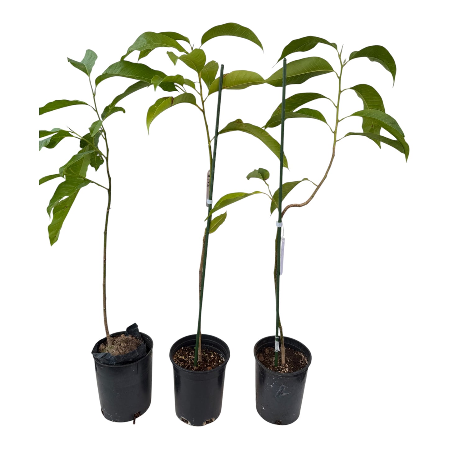 Magnolia x alba ( white champaca) Medium 40” tall