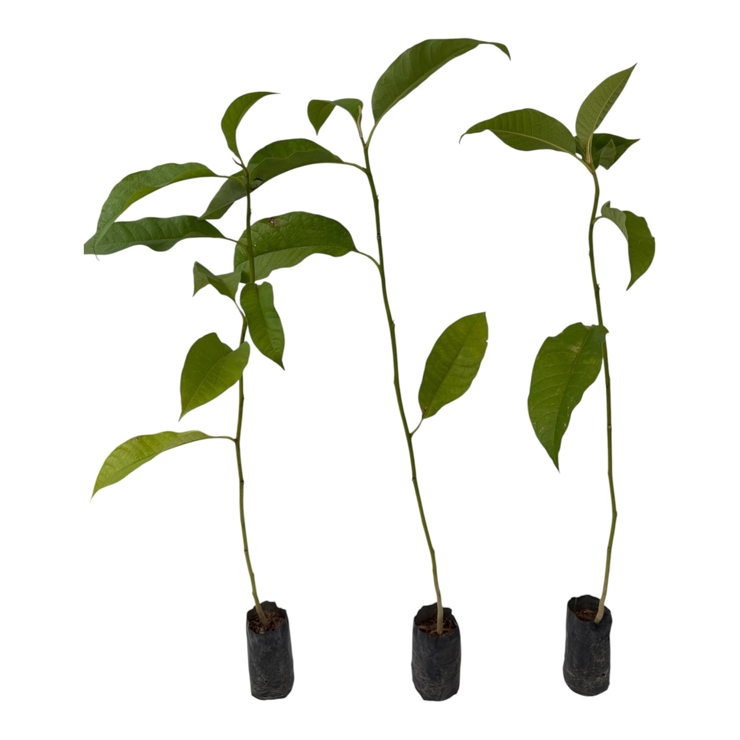Magnolia x alba (White Champaca) Small 35 “tall