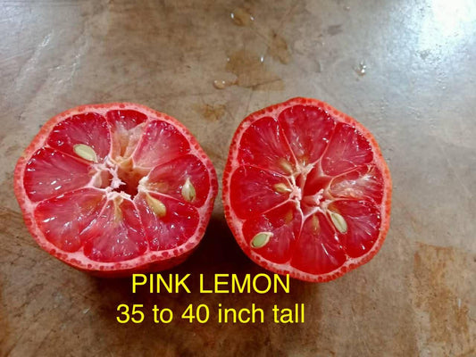 Pink Lemon Tree ( Rare )
