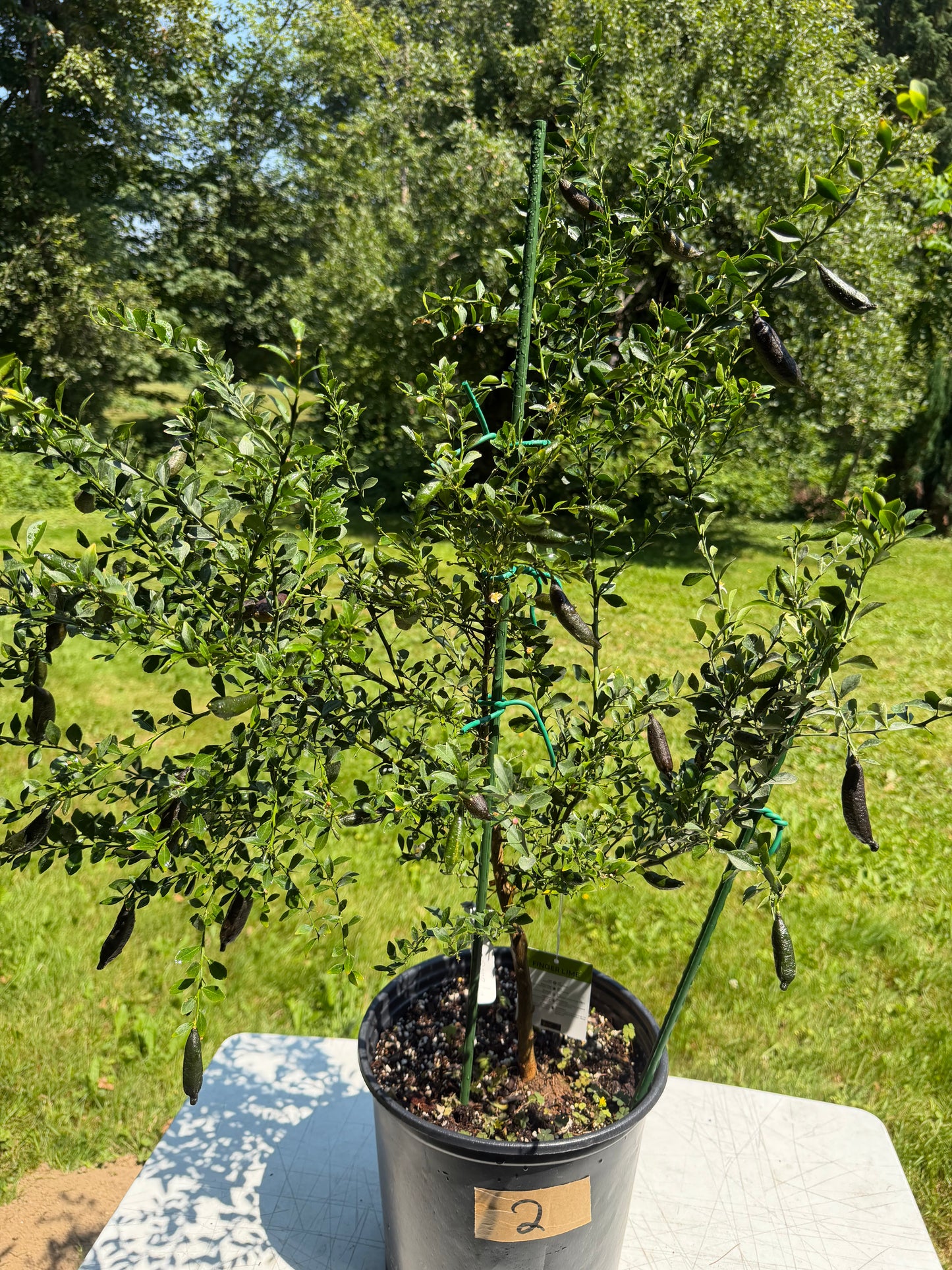 Finger lime tree with fruits