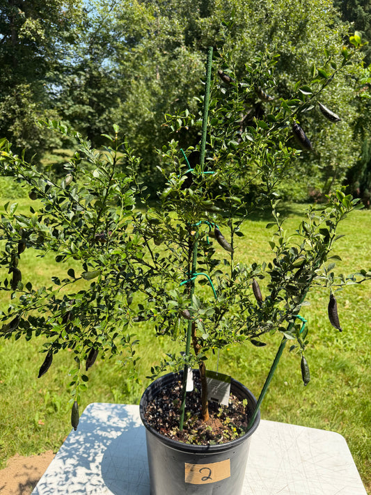 Finger lime tree with fruits