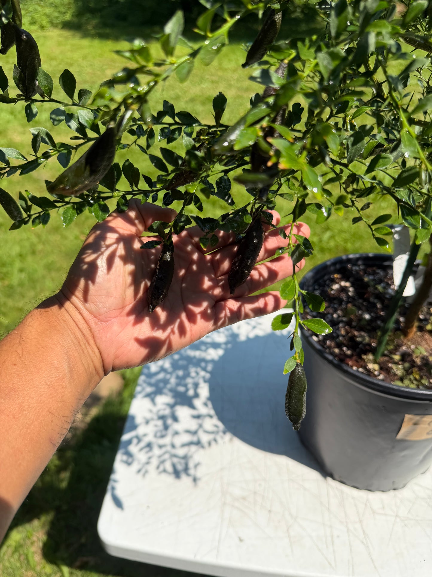 Finger lime tree with fruits