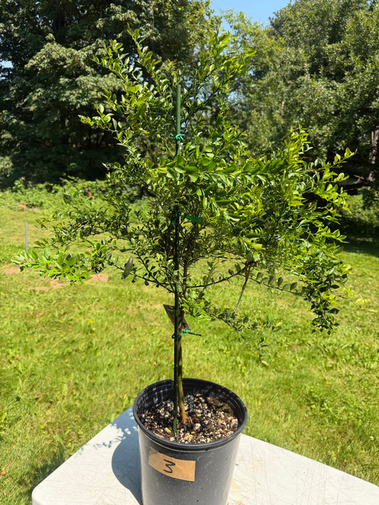 Finger lime tree grafted