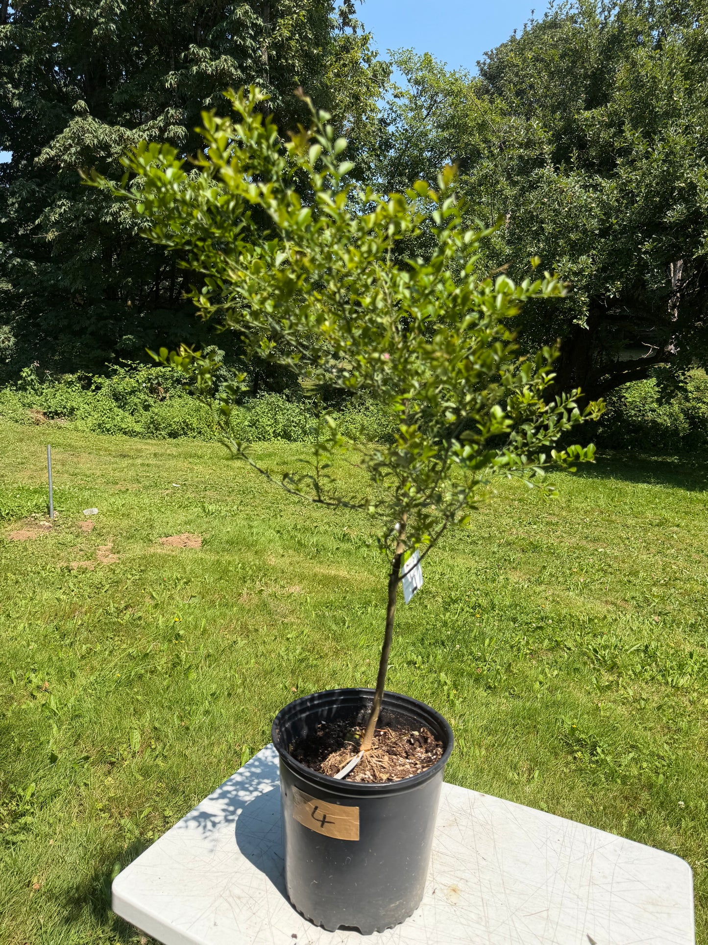 Finger lime tree grafted
