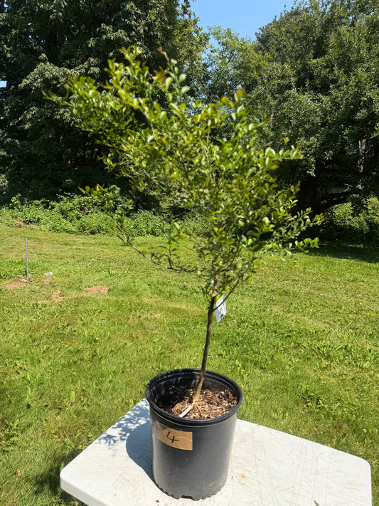 Finger lime tree grafted