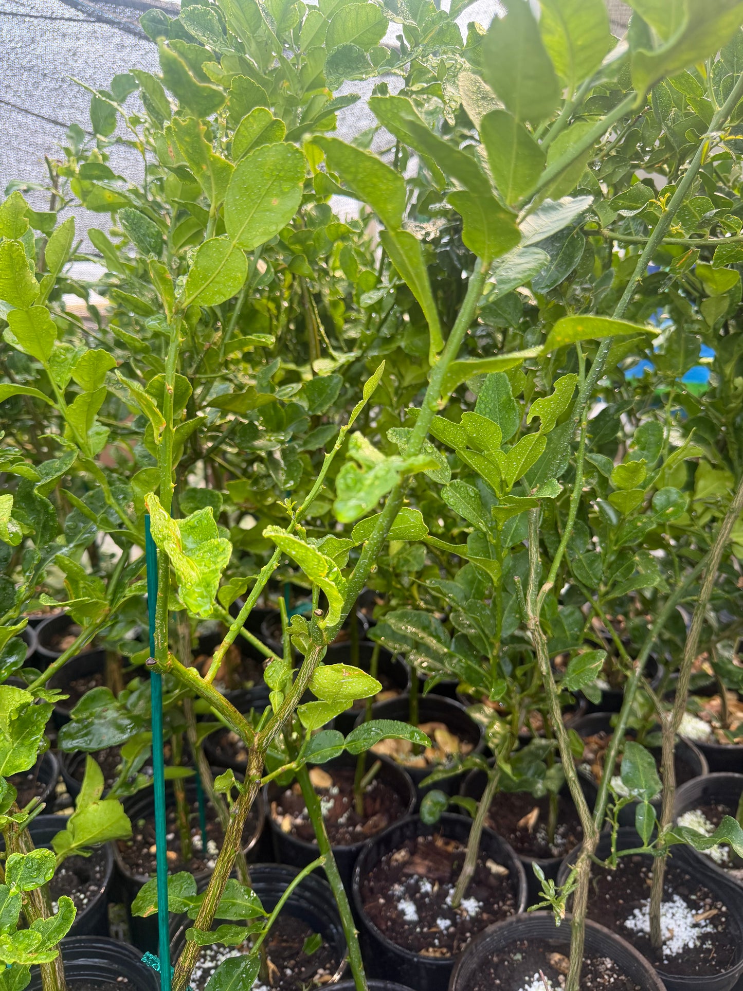 Kaffir Lime Tree (Makrut ) grafted