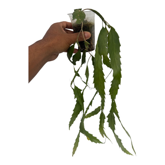 Rhipsalis Lepismium houlletianum