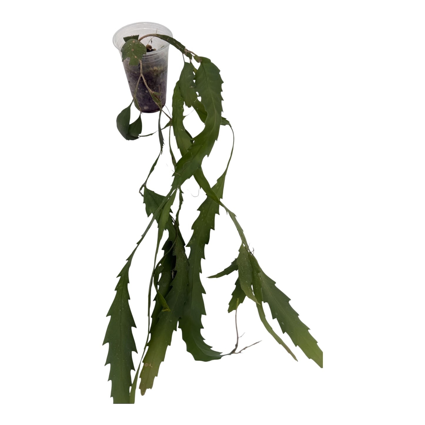 Rhipsalis Lepismium houlletianum