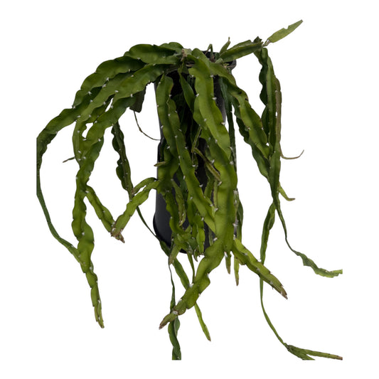 Rhipsalis cruciformis Large